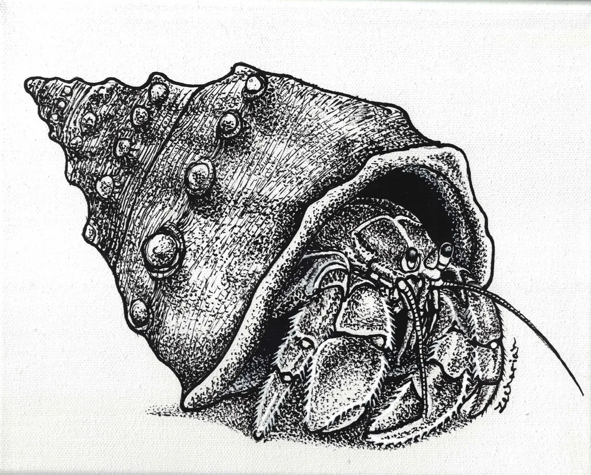 Hermit crab