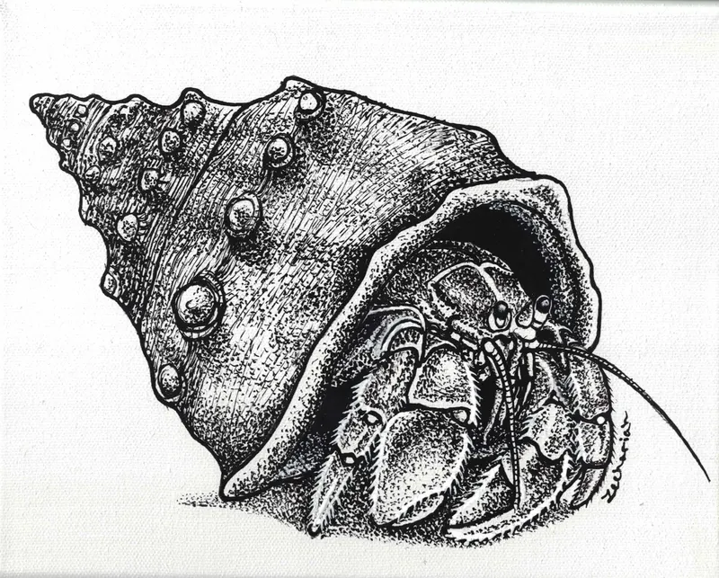 Hermit crab