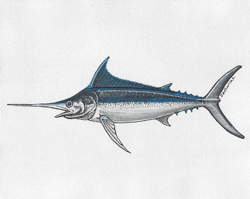 Sword fish